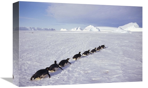 Global Gallery GCS-451117-1218-142 12 x 18 in. Emperor Penguins Tobogg