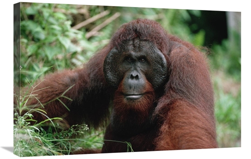 Global Gallery GCS-452478-2030-142 20 x 30 in. Orangutan Old Male,