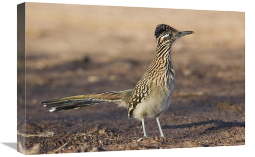 Global Gallery GCS-452609-1624-142 16 x 24 in. Greater Roadrunner Prof