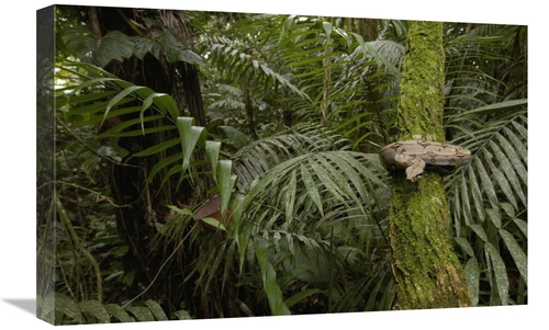 Global Gallery GCS-453163-1624-142 16 x 24 in. Boa Constrictor Coiled 