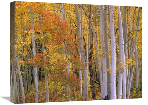 Global Gallery GCS-396069-1824-142 18 x 24 in. Aspens at Independence 