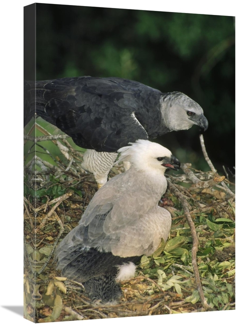 Global Gallery GCS-451208-1624-142 16 x 24 in. Harpy Eagle Female & Ch