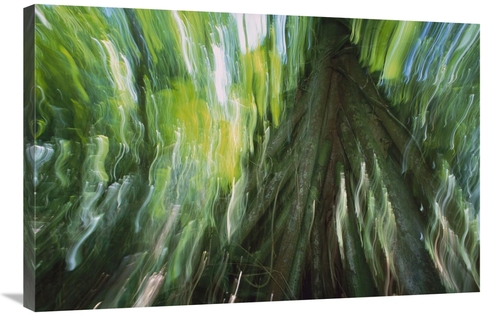 Global Gallery GCS-398567-2436-142 24 x 36 in. Walking Palm Showing St