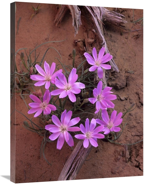 Global Gallery GCS-396265-2432-142 24 x 32 in. Desert Chicory Close Up