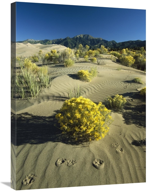 Global Gallery GCS-452053-2432-142 24 x 32 in. Coyote Tracks & Floweri