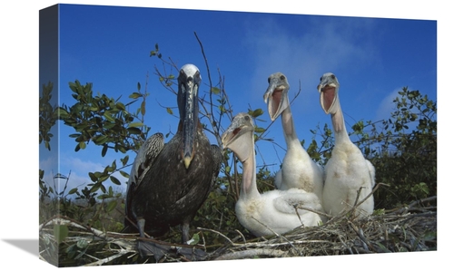 Global Gallery GCS-451769-1218-142 12 x 18 in. Brown Pelican Chicks Be