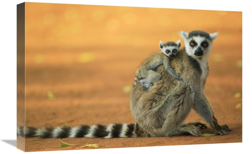 Global Gallery GCS-398122-1624-142 16 x 24 in. Ring-Tailed Lemur Mothe