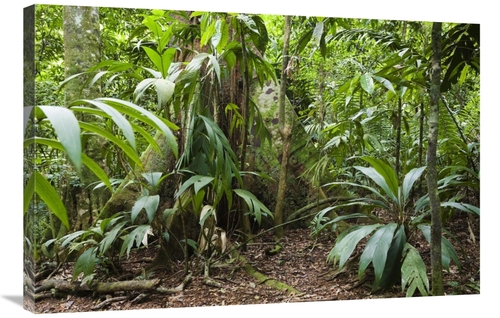 Global Gallery GCS-452691-2436-142 24 x 36 in. Lowland Rainforest,
