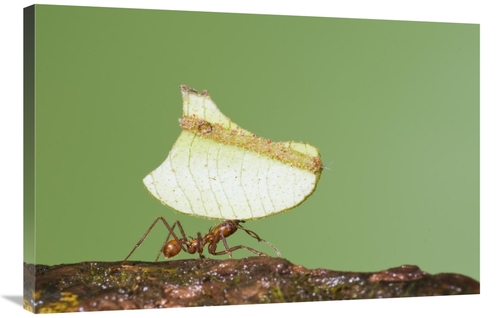 Global Gallery GCS-397303-2436-142 24 x 36 in. Leafcutter Ant Carrying