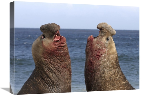 Global Gallery GCS-453553-1824-142 18 x 24 in. Southern Elephant Seal 