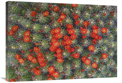 Global Gallery GCS-452103-36-142 36 in. Claret Cup Cactus Detail of Fl