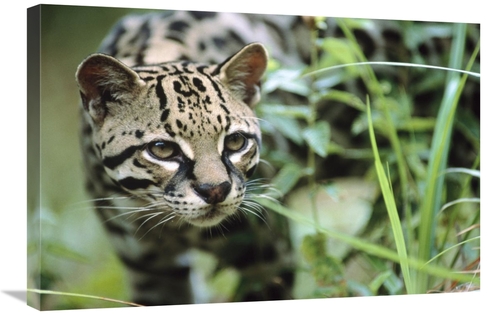 Global Gallery GCS-396129-2030-142 20 x 30 in. Ocelot Portrait, Be