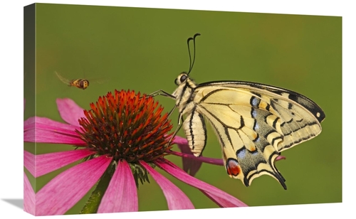 Global Gallery GCS-398011-1624-142 16 x 24 in. Oldworld Swallowtail on