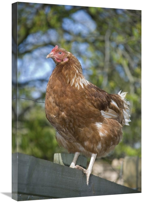Global Gallery GCS-395530-2030-142 20 x 30 in. Domestic Chicken, F