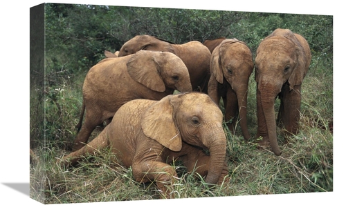 Global Gallery GCS-452952-1218-142 12 x 18 in. African Elephant Juveni