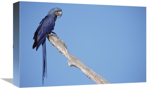 Global Gallery GCS-451470-1218-142 12 x 18 in. Hyacinth Macaw in Tree&