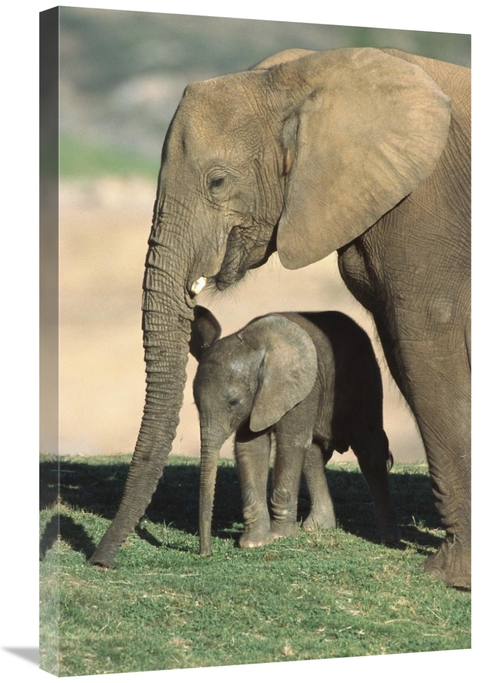 Global Gallery GCS-450842-2030-142 20 x 30 in. African Elephant Mother
