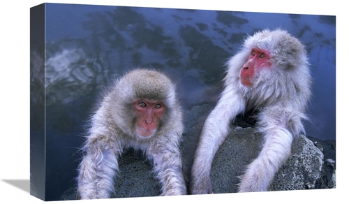 Global Gallery GCS-453602-1218-142 12 x 18 in. Japanese Macaque Adult 