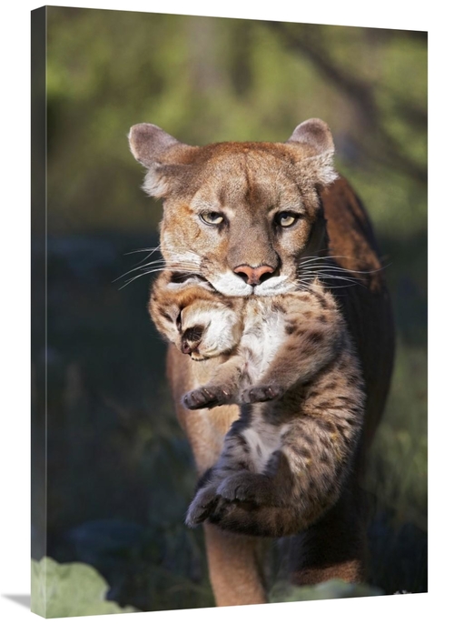 Global Gallery GCS-452204-2436-142 24 x 36 in. Mountain Lion Mother Ca