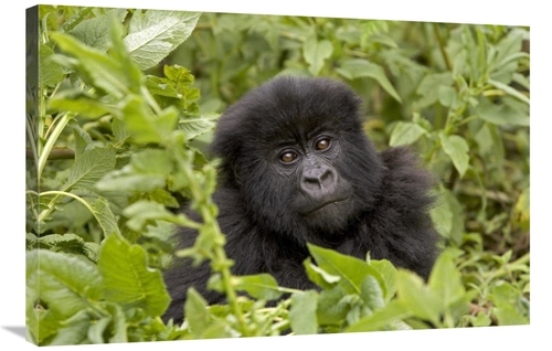 Global Gallery GCS-395340-2436-142 24 x 36 in. Mountain Gorilla Juveni
