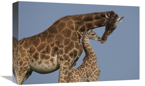 Global Gallery GCS-398156-1218-142 12 x 18 in. Rothschild Giraffe Moth