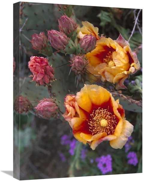 Global Gallery GCS-395993-1824-142 18 x 24 in. Opuntia in Bloom, N