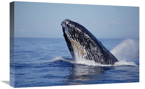 Global Gallery GCS-450994-1624-142 16 x 24 in. Humpback Whale Breachin