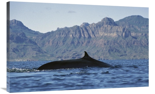 Global Gallery GCS-451692-40-142 40 in. Fin Whale At Winter Feeding Gr