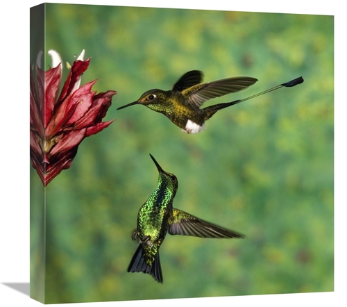 Global Gallery GCS-398300-1818-142 18 x 18 in. Booted Racket-Tail Humm