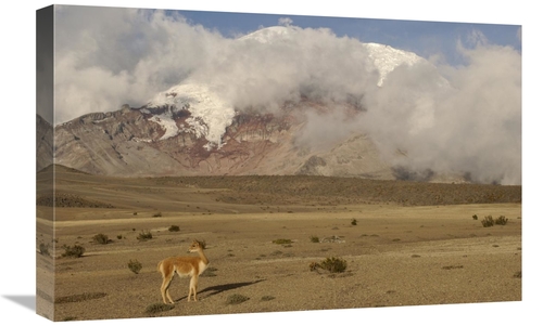 Global Gallery GCS-453138-1624-142 16 x 24 in. Vicuna Standing Beneath