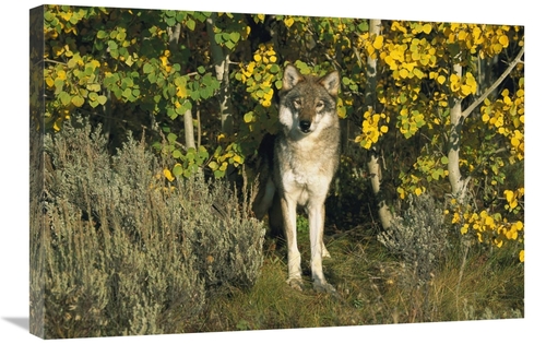 Global Gallery GCS-453314-2030-142 20 x 30 in. Timber Wolf Portrait Am