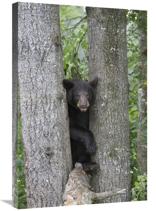 Global Gallery GCS-395411-2030-142 20 x 30 in. Black Bear Juvenile Mal