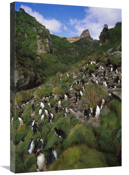 Global Gallery GCS-451812-2030-142 20 x 30 in. Rockhopper Penguin Nest