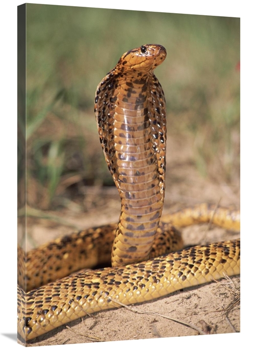 Global Gallery GCS-397247-2436-142 24 x 36 in. Cape Cobra Speckled Mor