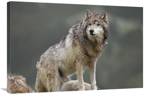 Global Gallery GCS-452260-2436-142 24 x 36 in. Gray Wolf, North Am