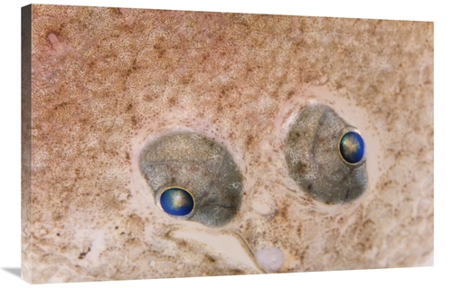 Global Gallery GCS-395364-2436-142 24 x 36 in. European Flounder Eyes&