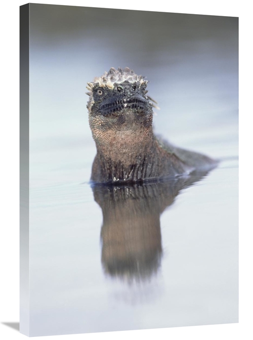 Global Gallery GCS-451567-2030-142 20 x 30 in. Marine Iguana in Tidal 