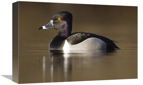 Global Gallery GCS-397423-1218-142 12 x 18 in. Ring-Necked Duck Male i