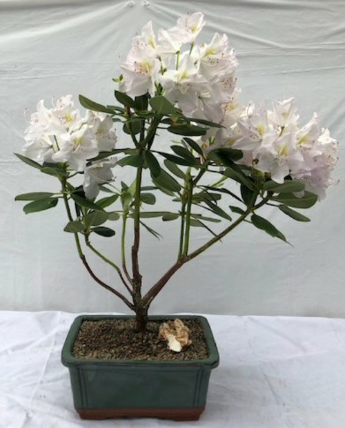 Flowering Rhododendron Bonsai Tree(rhododendron 'Album')