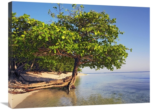 Global Gallery GCS-395964-2432-142 24 x 32 in. Roatan Island, Hond