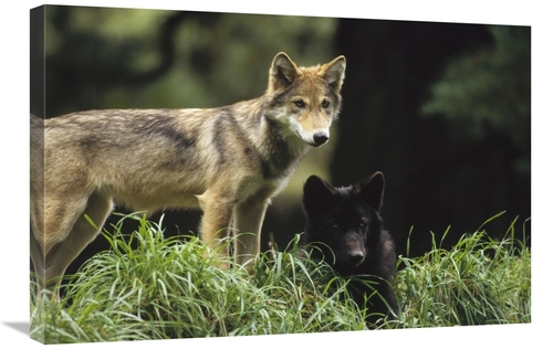 Global Gallery GCS-452730-2030-142 20 x 30 in. Timber Wolf Juveniles&#