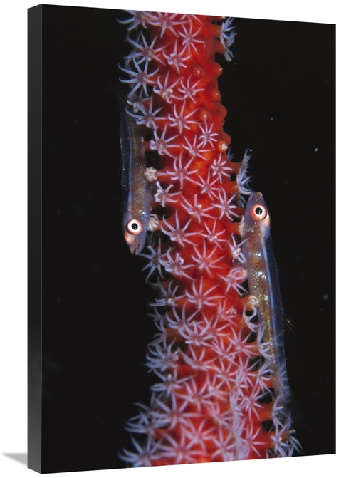 Global Gallery GCS-453543-2030-142 20 x 30 in. Loki Whip-Goby Pair on 