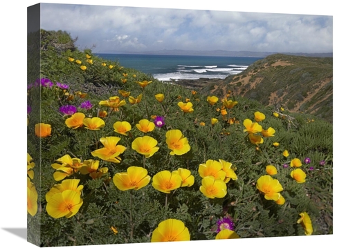 Global Gallery GCS-396591-1620-142 16 x 20 in. California Poppy Field&