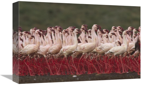 Global Gallery GCS-396351-1218-142 12 x 18 in. Lesser Flamingos in A M