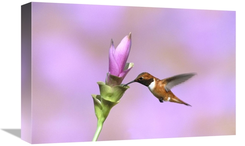 Global Gallery GCS-453274-1218-142 12 x 18 in. Rufous Hummingbird Male