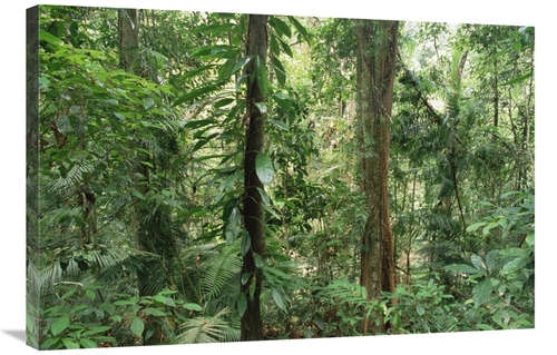 Global Gallery GCS-452830-2436-142 24 x 36 in. Tropical Rainforest Int