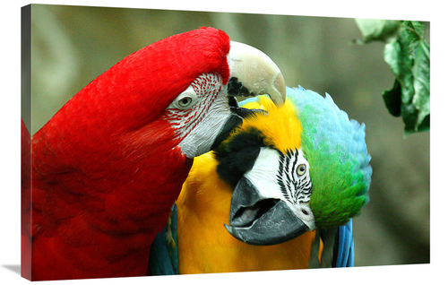 Global Gallery GCS-486586-36-142 36 in. Loving Macaws Art Print - Vic 