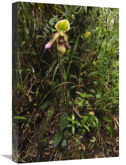 Global Gallery GCS-397557-1624-142 16 x 24 in. Orchid Flower in Rainfo