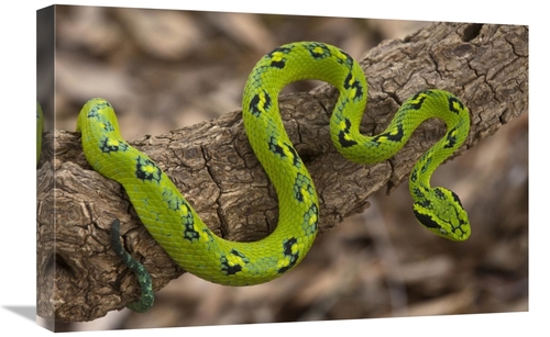 Global Gallery GCS-397940-1624-142 16 x 24 in. Yellow-Blotched Palm Pi