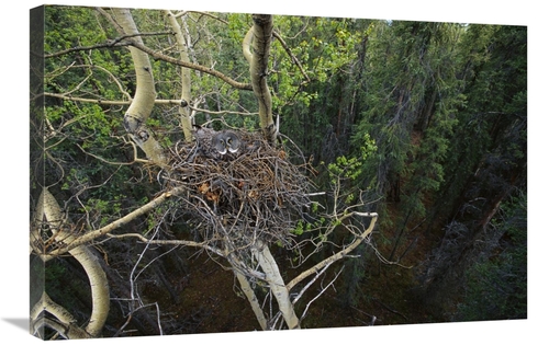 Global Gallery GCS-451925-2030-142 20 x 30 in. Great Gray Owl Parent I